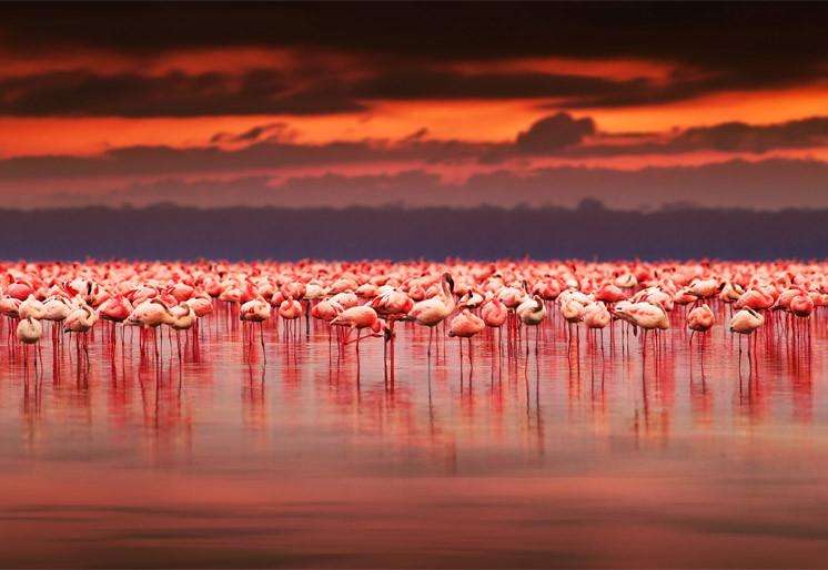 Zidne tapete African flamingos SW321