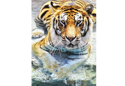 Zidne tapete Bengal Tiger SW021