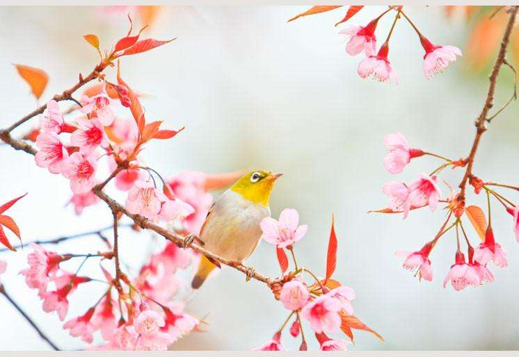 Zidne tapete Bird on Cherry Blossom SW147