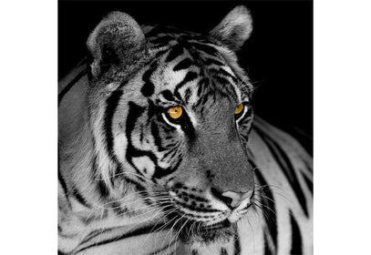 Zidne tapete black and white tiger SW348
