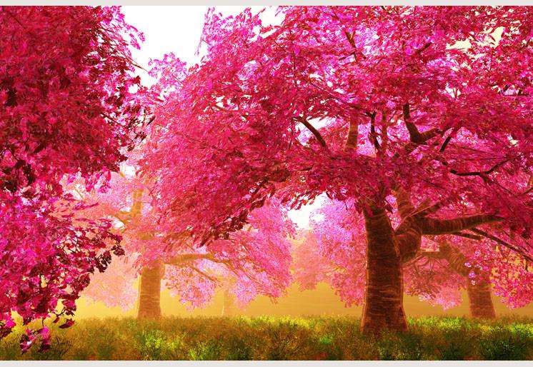 Zidne tapete Cherry Blossoms Trees SW073
