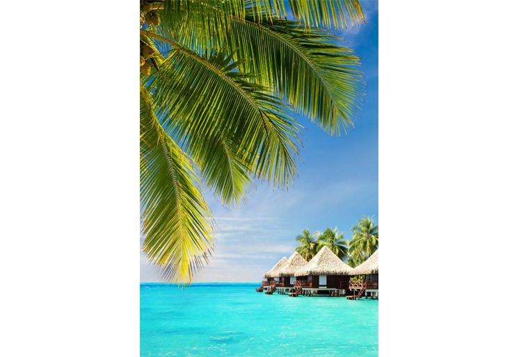 Zidne tapete Coconut palm tree SW336