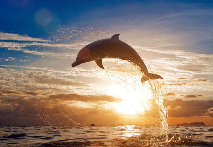 Zidne tapete Dolphin jumping SW114