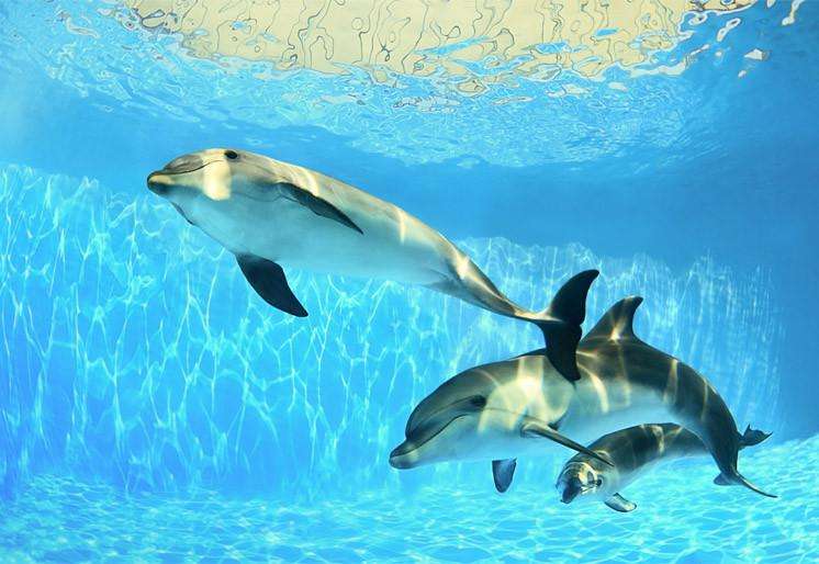Zidne tapete Dolphins under water SW343