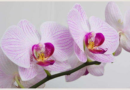 Zidne tapete Flowers orchids SW092