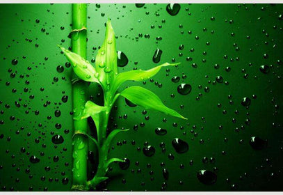 AKCIJA Zidne tapete Green Bamboo SW083 180x280cm