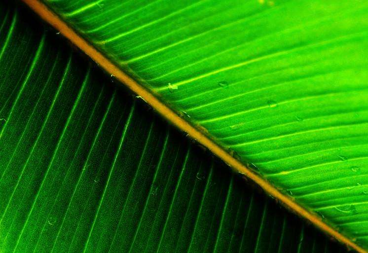 Zidne tapete Green leaf  SW359
