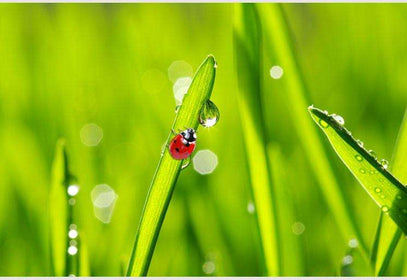 Zidne tapete Ladybug on grass SW069