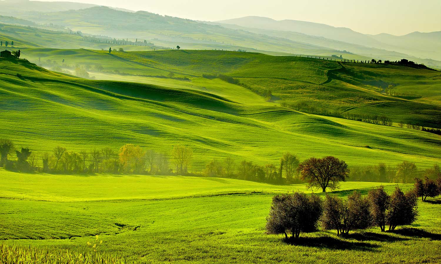 Zidne tapete Green Tuscany  - SW522