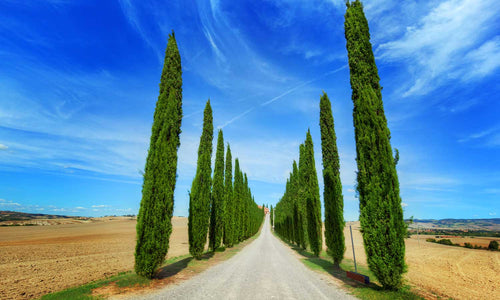 Zidne tapete Road in Tuscany - SW514