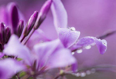 Zidne tapete Purple blossoms SW326