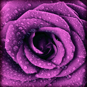 Zidne tapete Purple dark rose SW249