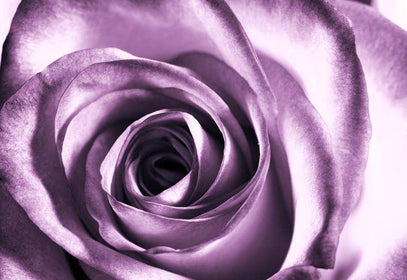 Zidne tapete Purple rose SW028