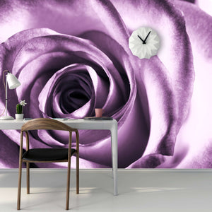 Zidne tapete Purple rose SW028