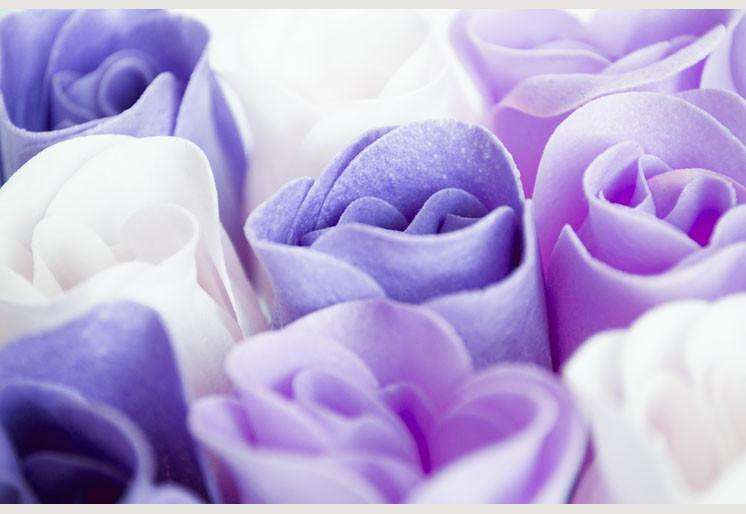 Zidne tapete Purple roses SW061