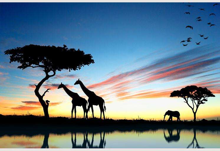 Zidne tapete Safari in Africa SW045