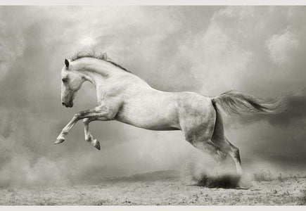 Zidne tapete Silver-white stallion SW052