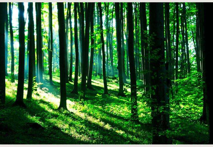 Zidne tapete Sunshine in the green forest SW127