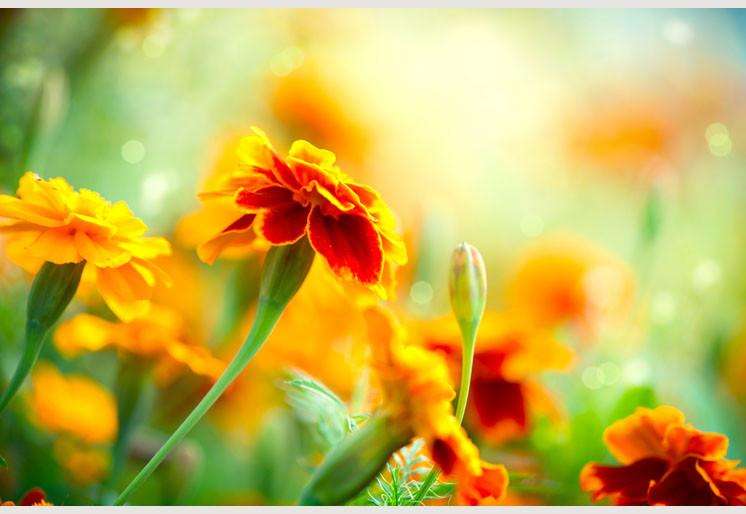 Zidne tapete Tagetes Marigold Flower SW098
