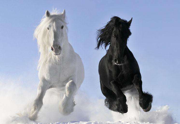 Zidne tapete White and black horse SW043