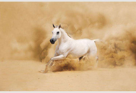Zidne tapete White arabian horse SW044
